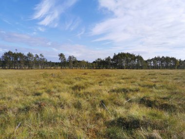 Sestroretsk bataklık ekotrosundan, kuru çimenlerin ve bataklıkta büyüyen alçak ağaçların manzarası. Bataklığın etrafında bir orman var. Sıcak, güneşli bir sonbahar gününde güzel bulutlu mavi bir gökyüzünün arka planında.