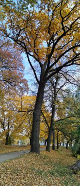 St. Petersburg 'daki Elagin Adası' ndaki bir sonbahar parkında ağaçların arasından düşen yapraklarla kaplı bir yol bulutlu mavi bir gökyüzünün zeminine uzanıyor..
