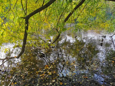 Ördekler, Elagin Adası 'ndaki parkta yaprakları dökülmüş bir gölette ağlayan söğüt dallarının altında sıcak bir sonbahar gününde parlak sonbahar yapraklarıyla yüzerler..