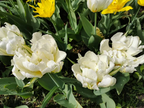 Белый Двойной Желтый Тюльпаны Острыми Лепестками Фестиваль Тюльпанов Острове Елагин — стоковое фото