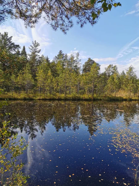 Lac Forestier Sur Écotrope Marais Sestroretsk Dans Lequel Les Feuilles — Photo