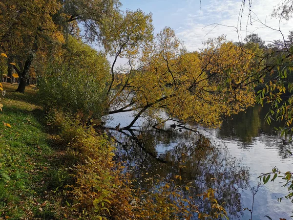 Enten Schwimmen Einem Teich Mit Abgefallenen Blättern Park Auf Der — Stockfoto