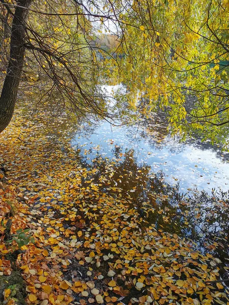 Salgueiro Com Folhas Brilhantes Outono Crescendo Sobre Uma Lagoa Que — Fotografia de Stock