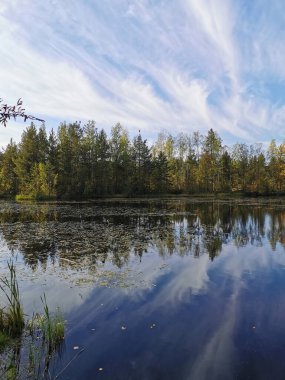 Sestroretsk bataklık ekotrosundaki orman gölü, çimenlerin büyüdüğü sularda, düşen yapraklar yüzer, sonbahar ağaçları ve tüylü bulutlu mavi gökyüzü yansıtılır..