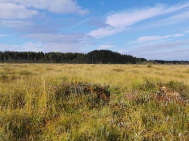 Sestroretsk bataklık ekotrosundan, kuru çimenlerin ve bataklıkta büyüyen alçak ağaçların manzarası. Bataklığın etrafında bir orman var. Sıcak, güneşli bir sonbahar gününde güzel bulutlu mavi bir gökyüzünün arka planında.