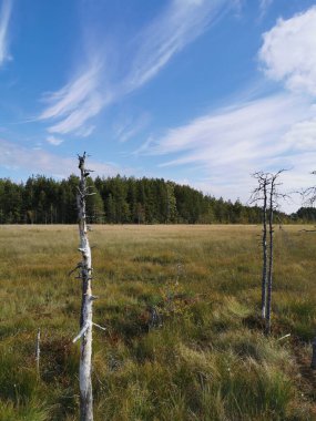 Sestroretsk bataklık ekotrosundan, kuru çimenlerin ve bataklıkta büyüyen alçak ağaçların manzarası. Bataklığın etrafında bir orman var. Sıcak, güneşli bir sonbahar gününde güzel bulutlu mavi bir gökyüzünün arka planında.