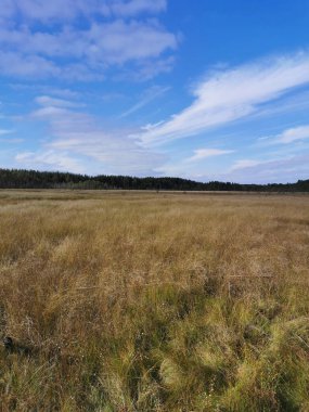 Sestroretsk bataklık ekotrosundan, kuru çimenlerin ve bataklıkta büyüyen alçak ağaçların manzarası. Bataklığın etrafında bir orman var. Sıcak, güneşli bir sonbahar gününde güzel bulutlu mavi bir gökyüzünün arka planında.