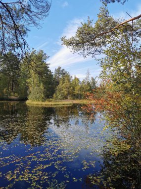 Sestroretsk 'teki orman gölü. Düşen yaprakların süzüldüğü, ağaçların olduğu ve bulutlarla kaplı gökyüzünün güneşli bir sonbahar gününe yansıdığı bataklık ekotropu..