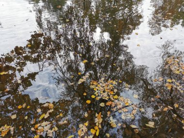 Elagin Adası 'ndaki göletin suyunda, kıyılarda büyüyen parlak sonbahar yapraklı ağaçlar, bulutlu gökyüzü ve düşen yapraklar yansıyor..