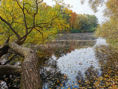 Ağaçların ve gökyüzünün yansıdığı göletin üzerinde büyüyen parlak sonbahar yapraklı bir söğüt. Elagin Adası 'ndaki bir parkta, ılık bir sonbahar gününde..