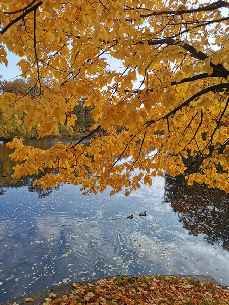 Patos Nadam Uma Lagoa Parque Ilha Elagin Que Reflete Árvores — Fotografia de Stock