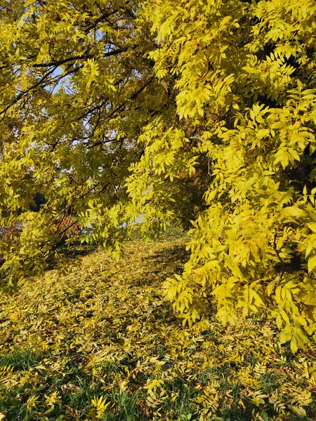 Noz Manchuriana Com Folhas Outono Brilhantes Amarelo Verdes Através Das — Fotografia de Stock
