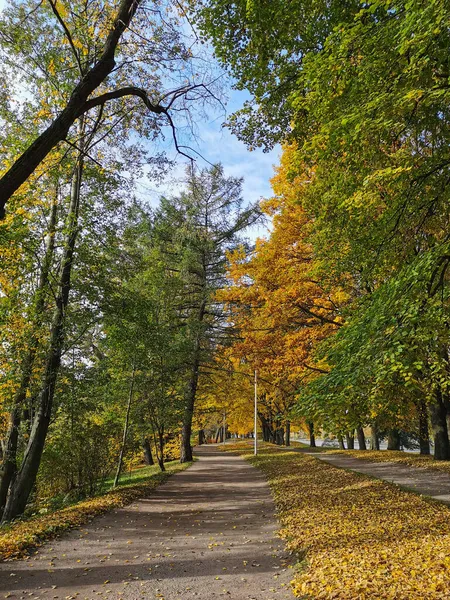 Eine Mit Umgestürzten Blättern Übersäte Straße Führt Zwischen Bäumen Einem — Stockfoto