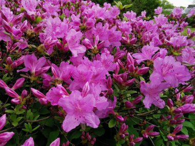 Pembe rhododendron (lat. Rododendron poukhanense Seviyesi.) St. Petersburg Botanik Bahçesinde.