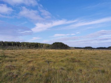 Sestroretsk bataklık ekotrosundan, kuru çimenlerin ve bataklıkta büyüyen alçak ağaçların manzarası. Bataklığın etrafında bir orman var. Sıcak, güneşli bir sonbahar gününde güzel bulutlu mavi bir gökyüzünün arka planında.