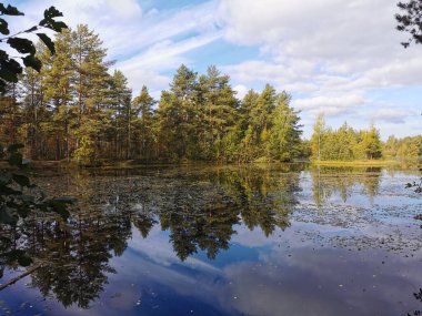 Sestroretsk 'teki orman gölü bataklık eko borusu, suyla süzülen yapraklar, sonbahar ağaçları ve bulutlu mavi gökyüzü.
