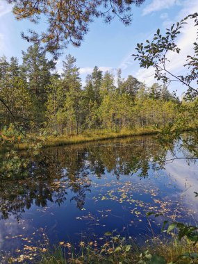 Sestroretsk 'teki orman gölü. Düşen yaprakların süzüldüğü, ağaçların olduğu ve bulutlarla kaplı gökyüzünün güneşli bir sonbahar gününe yansıdığı bataklık ekotropu..