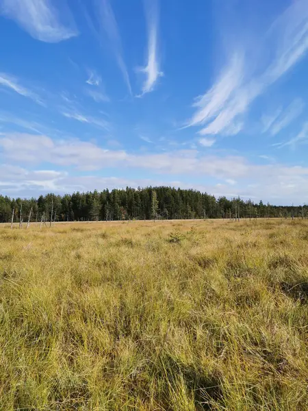 stock image View from the Sestroretsk swamp ecotrope, on dry grass and low small trees growing in the swamp. There is a forest around the swamp. On a warm, sunny autumn day against the background of a blue sky with beautiful clouds.