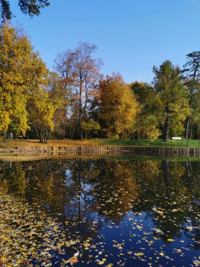 Elagin Adası 'ndaki parkta, parlak sonbahar yaprakları, mavi gökyüzü ve süzülen yapraklarla kıyılarda büyüyen ağaçları yansıtan bir gölet..