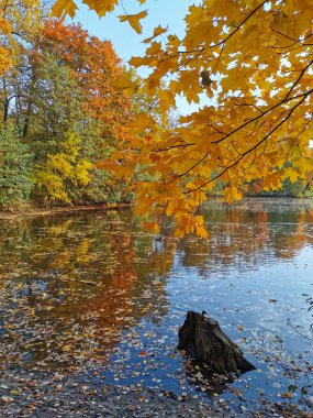 Elagin Adası 'ndaki parkta, parlak sonbahar yaprakları, mavi gökyüzü ve süzülen yapraklarla kıyılarda büyüyen ağaçları yansıtan bir gölet..