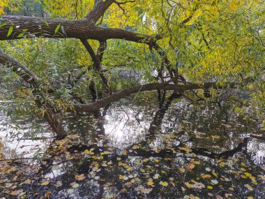 Ağaçların ve gökyüzünün yansıdığı göletin üzerinde büyüyen parlak sonbahar yapraklı bir söğüt. Elagin Adası 'ndaki bir parkta, ılık bir sonbahar gününde..