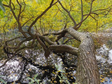 Söğüt ağacı ve gökyüzünü yansıtan bir göletin üzerinde büyüyen parlak sonbahar yapraklarıyla Elagin Adası 'ndaki parkta ılık bir sonbahar gününde..