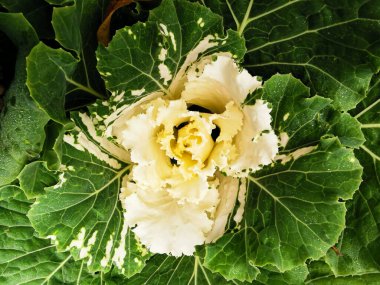 Süslü lahana (Latin Brassica oleracea var. Beyaz damarlı yeşil yapraklar ve beyaz bir ortası vardır. St. Petersburg 'daki Elagin Adası' ndaki parkta. Üst görünüm.