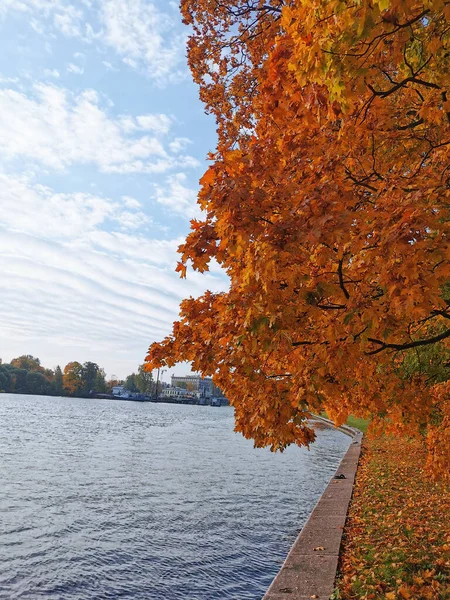Ahornbäume Mit Orangefarbenen Blättern Wachsen Fluss Park Auf Der Insel — Stockfoto