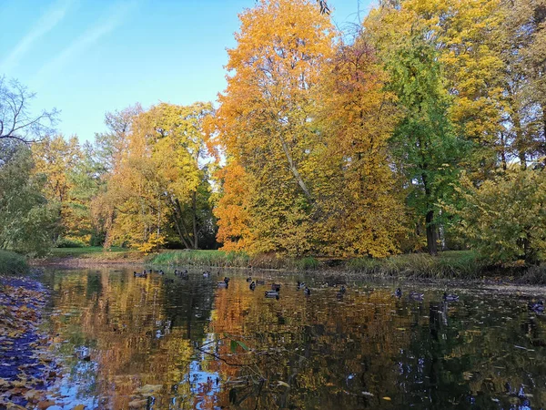 圣彼得堡Elagin岛上公园的一个池塘里 有很多鸭子在游来游去 在水里 映衬着五彩斑斓的树叶 — 图库照片