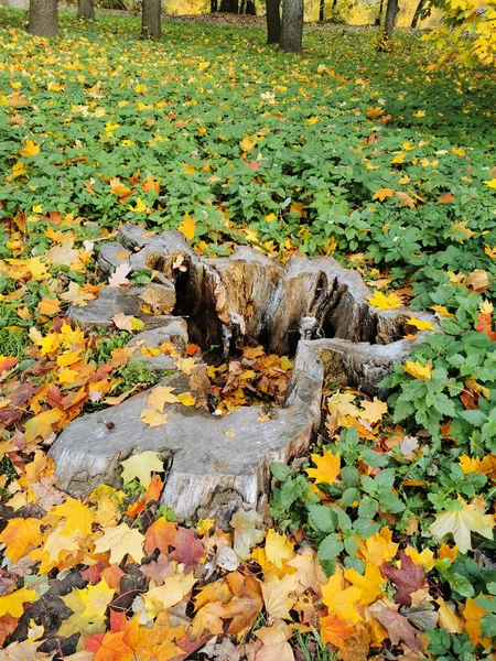 Viejo Tocón Texturizado Gran Árbol Dentro Alrededor Las Hojas Arce — Foto de Stock