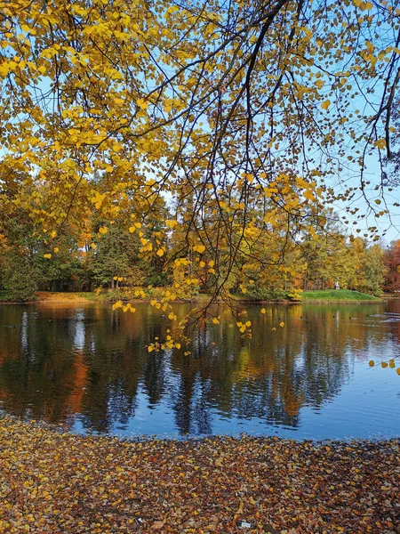 Ein Teich Park Auf Der Insel Elagin Dem Sich Bäume — Stockfoto