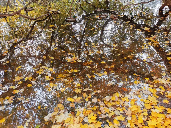 Patos Nadam Uma Lagoa Com Folhas Caídas Parque Ilha Elagin — Fotografia de Stock