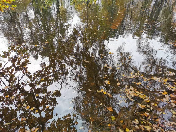 Wasser Des Teiches Park Auf Der Insel Elagin Spiegeln Sich — Stockfoto