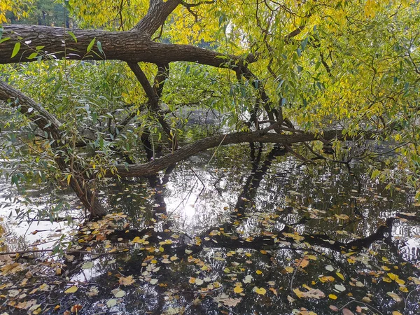 Ağaçların ve gökyüzünün yansıdığı göletin üzerinde büyüyen parlak sonbahar yapraklı bir söğüt. Elagin Adası 'ndaki bir parkta, ılık bir sonbahar gününde..