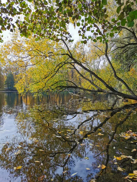 Weiden Mit Leuchtenden Herbstblättern Wachsen Über Einem Teich Dem Sich — Stockfoto