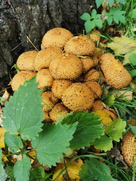 Ciuperci Solzoase Aurii Latină Pholiota Aurivella Sau Miere Regală Lângă — Fotografie, imagine de stoc