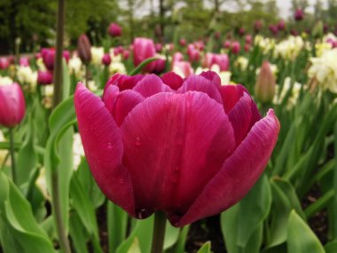 Kızıl Terry şakayık şekilli lale yeşil yaprakların arasında yağmur damlalarında. St. Petersburg 'daki Elagin Adası' ndaki lale festivali..