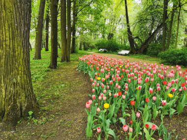 Bir bahar günü ağaçların arka planında bankları olan bir park yolunun yanında renkli laleleri olan büyük bir çiçek tarhı. St. Petersburg 'daki Elagin Adası' ndaki lale festivali..