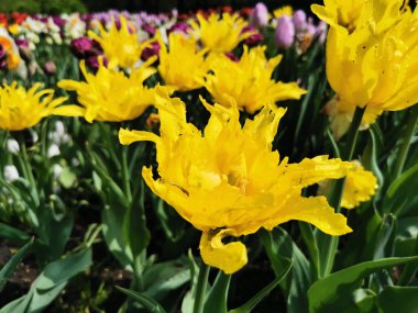 Sarı iğne şeklinde, çok yapraklı laleler. St. Petersburg 'daki Elagin Adası' ndaki lale festivali..