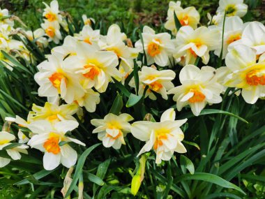 St. Petersburg 'daki Elagin Adası' ndaki bir parkta çiçek tarhında parlak turuncu merkezli beyaz bir nergis..