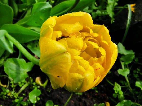 Tulipe Jaune Éponge Multi Pétales Soleil Parmi Les Feuilles Vertes — Photo