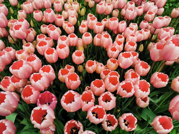 Beaucoup Tulipes Roses Douces Extérieur Rose Foncé Intérieur Comme Des — Photo