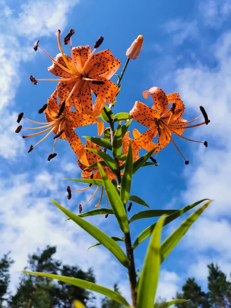 Widok Dołu Kwitnącej Lilii Lancetowatej Tygrysiej Lilii Latin Lilium Lancifolium — Zdjęcie stockowe