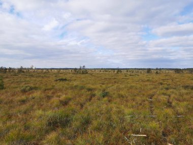 Sestroretsk bataklık ekotrosundan, kuru çimenlerin ve bataklıkta büyüyen alçak ağaçların manzarası. Sıcak, güneşli bir sonbahar gününde güzel bulutlu mavi bir gökyüzünün arka planında.