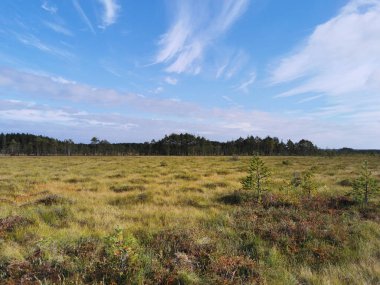 Sestroretsk bataklık ekotrosundan, kuru çimenlerin ve bataklıkta büyüyen alçak ağaçların manzarası. Bataklığın etrafında bir orman var. Sıcak, güneşli bir sonbahar gününde güzel bulutlu mavi bir gökyüzünün arka planında.