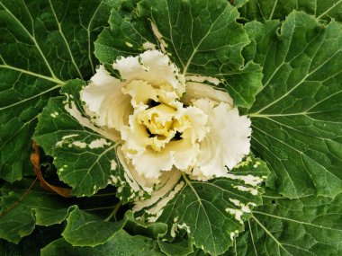 Süslü lahana (Latin Brassica oleracea var. Beyaz damarlı yeşil yapraklar ve beyaz bir ortası vardır. St. Petersburg 'daki Elagin Adası' ndaki parkta. Üst görünüm.