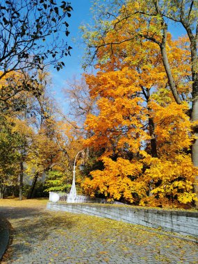 Saraydan kaldırım taşları dökülen bir yol, dökülen yaprakların arasında, en sonunda bir taş top ve bir fener var. Turuncu, parlak, sonbahar yapraklı bir akçaağaç ve St. Petersburg 'daki Elagin Adası' ndaki parkta mavi bir gökyüzü..
