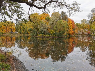 Göl kıyısında renkli yapraklı ağaçlar büyüyor ve St. Petersburg Elagin Adası 'ndaki parktaki sularına yansıyor..