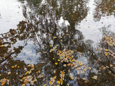 Elagin Adası 'ndaki göletin suyunda, kıyılarda büyüyen parlak sonbahar yapraklı ağaçlar, bulutlu gökyüzü ve düşen yapraklar yansıyor..