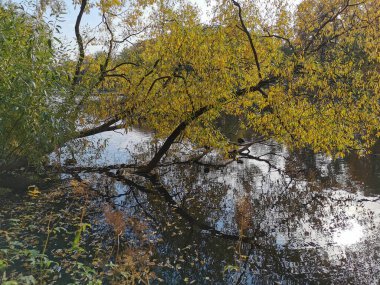 Ördekler, Elagin Adası 'ndaki parkta yaprakları dökülmüş bir gölette ağlayan söğüt dallarının altında sıcak bir sonbahar gününde parlak sonbahar yapraklarıyla yüzerler..